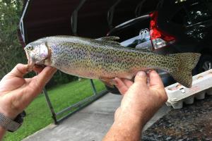 Angler's two hands holding up a beautiful color rainbow trout.
