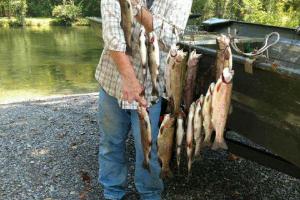 Braggin' Board Photo: lots of trout fish caught