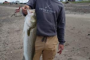Photo: Angler standing on beach holding stripe bass 