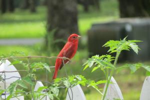 Bird Watching Scarlet Tanager in Missouri