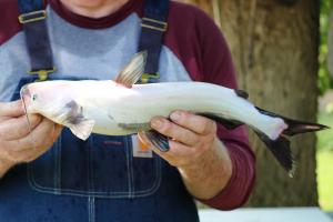 White Bullhead Catfish caught and held up by angler under a tree