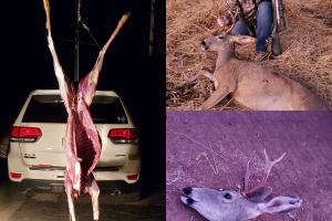 The cycle of deer hunting female hunter with buck and later showing the skinned carcass