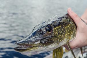 Angler holding a northern pike with the pike facing you