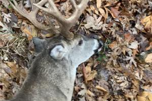 Buck lying in the leaves 