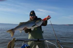 Striped Bass fishing. Angler standing in boat holding up a large striped bass.