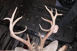Good Set of Antlers for this Tennessee Buck