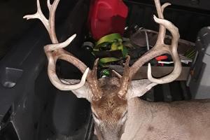  Tennessee Buck in the back of a pickup
