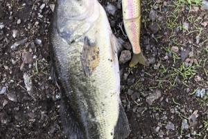 Bass on the ground next to the fishing lure that caught it