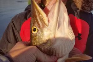 Young ice angler holding a norther pike