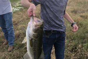 Young boy holding a large bass by it's mouth