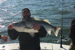 Big Saltwater Striper fish cradled by the angler.