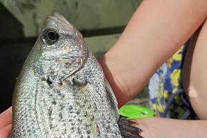 Young angler holding a Florida Crappie, speckled perch or speck'