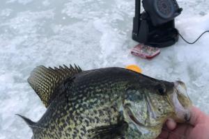 Late Ice Crappie On a Tungsten Jig