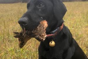 Hunting Dog with bird in its mouth