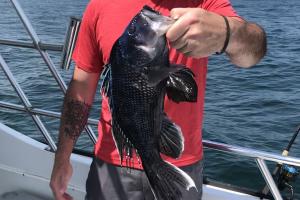 Saltwater angler holding a Black Sea Bass