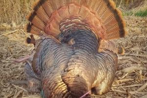 Turkey lying on ground with tail faned out