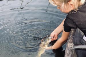 Young girl putting fish back into the water