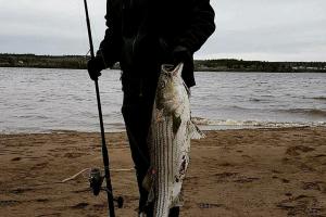 Strip bass angler with fish
