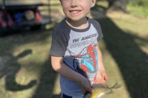 Young anger with bluegill