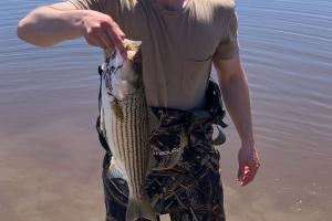 Angler and Striper Bass
