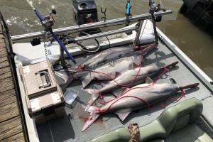 4 paddle fish on boat deck