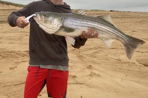 Saltwater Striper Bass