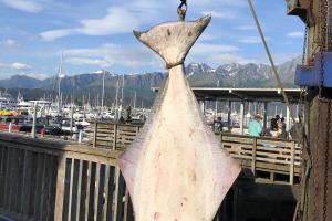 Big Flounder hanging from a scale