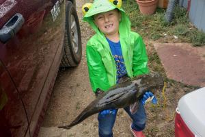 Boy with flathead catfish