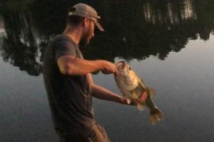 largemouth bass