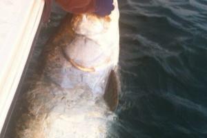 Braggin' Board Photo: Florida Catch 2