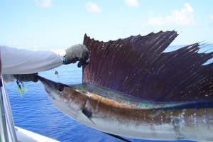 Braggin' Board Photo: Nice SAILFISH!!!