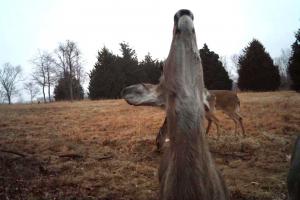 Braggin' Board Photo: Is This Deer Mocking Me?