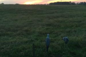 Braggin' Board Photo: Dove in the field