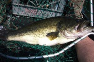 Braggin' Board Photo: Nice size largemouth