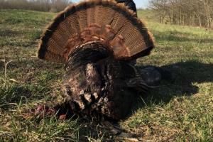 Braggin' Board Photo: Early morning turkey