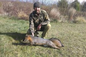 Braggin' Board Photo: Grey Fox Trapped in Northern Wisconsin