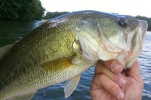 Braggin' Board Photo: large mouth cowan jerry