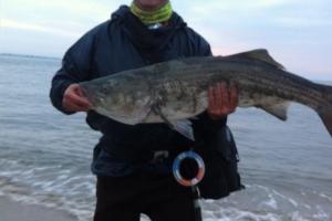 Braggin' Board Photo: Alfredo's  Striper Bass