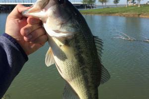 Braggin' Board Photo: North Texas Bass