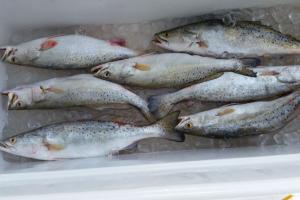 Braggin' Board Photo: Texas city dike trout