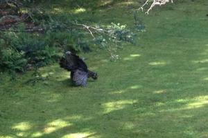 Braggin' Board Photo: Turkey strutting through my backyard