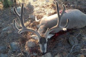 Braggin' Board Photo: Nice Buck