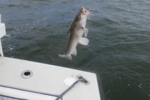 Braggin' Board Photo: Fising in the deep blue sea