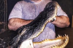 Braggin' Board Photo: Big Florida Gator