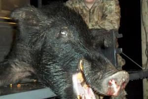 Braggin' Board Photo: NC Monster Boar