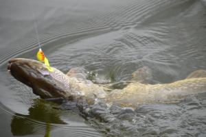 Braggin' Board Photo: Northern Pike On a Spinner Rig