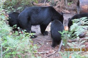 Braggin' Board Photo: Black Bear Sow With Three Cubs