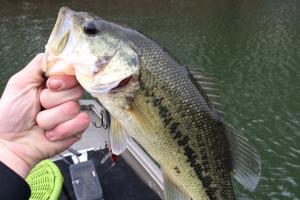 Braggin' Board Photo: Bass fishing