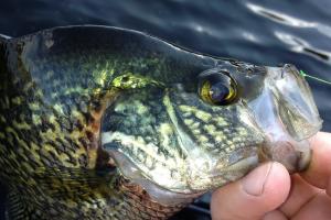 Jig and Minnow Crappie