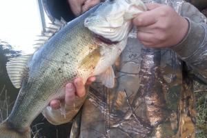 Braggin' Board Photo: Largemouth Bass - So Nice